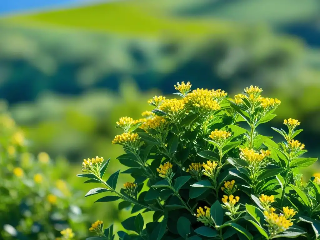 Ashwagandha: Vitalidad natural en un campo exuberante Vibrantes plantas de Ashwagandha en un campo verde exuberante bajo cielo azul claro, con detalles de hojas y flores amarillas
